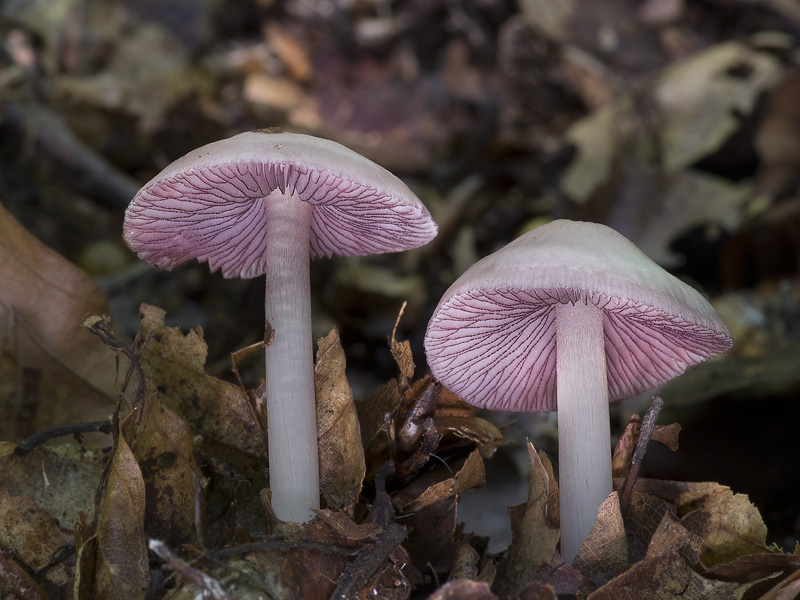 Mycena pelianthina